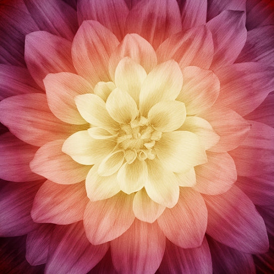 Dream Big Floral Digital Panel P4389 286 Sugarplum Hoffman