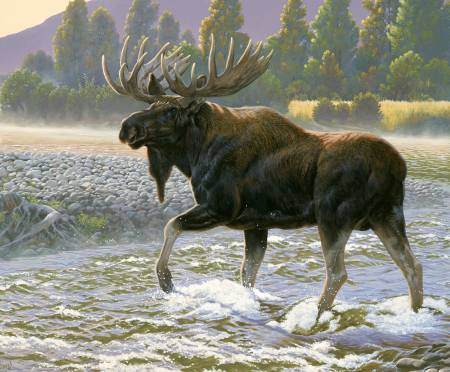 Natures Finest P9951 Moose Digital Panel, Riley Blake