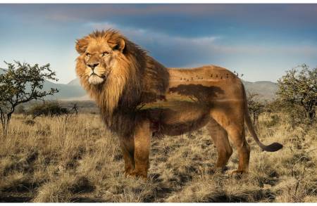 Call of the Wild Lion Digital Panel, Hoffman