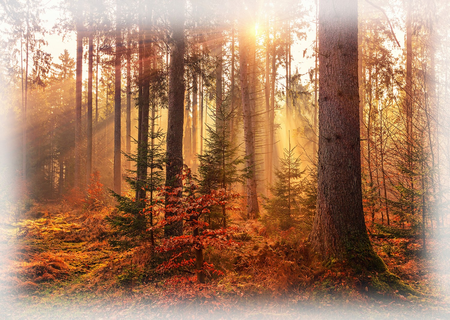 Sun Up to Sun Down Forest U5136 66 36 Inch Digital Panel Hoffman
