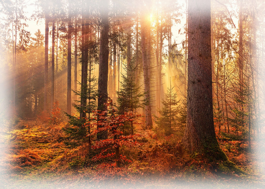 Sun Up to Sun Down Forest U5136 66 36 Inch Digital Panel Hoffman