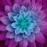 Dream Big P4389 532 Aurora Large Flower 43 x 43 Hoffman
